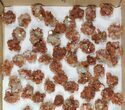 Lot: Twinned Aragonite Clusters - Pieces #103620-1